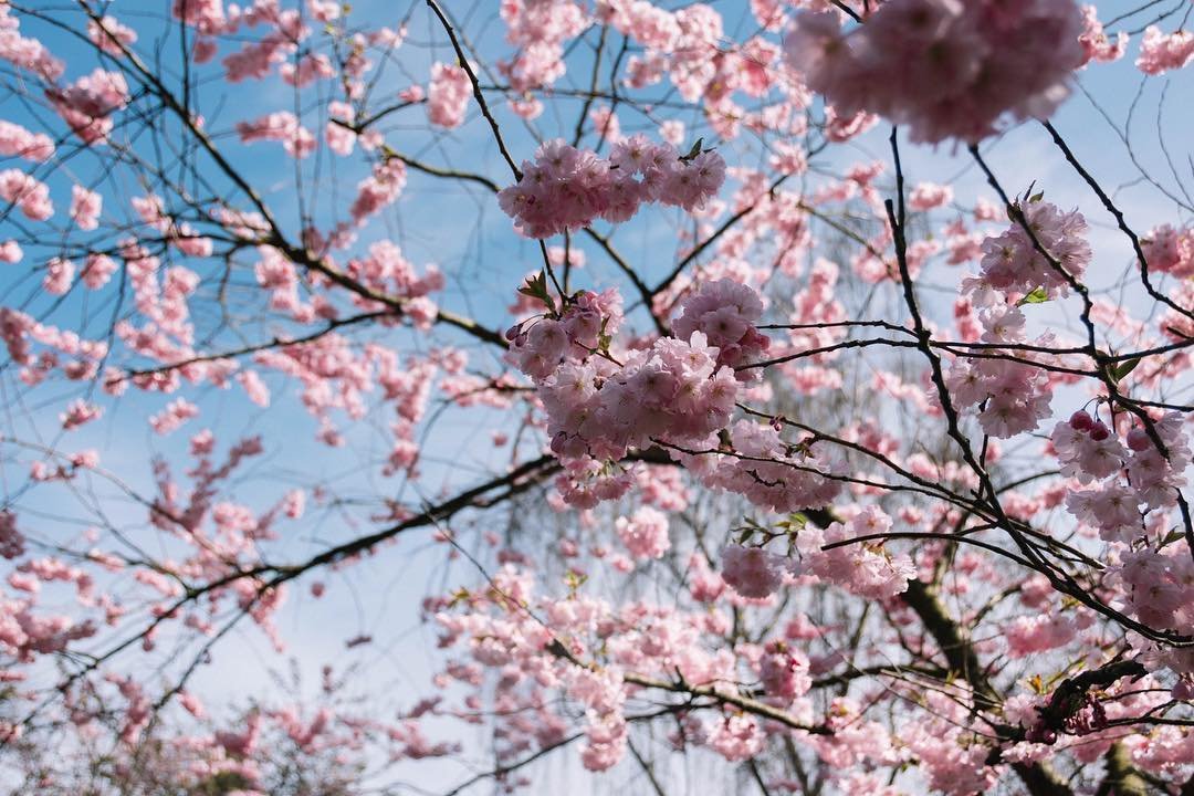 Sakura