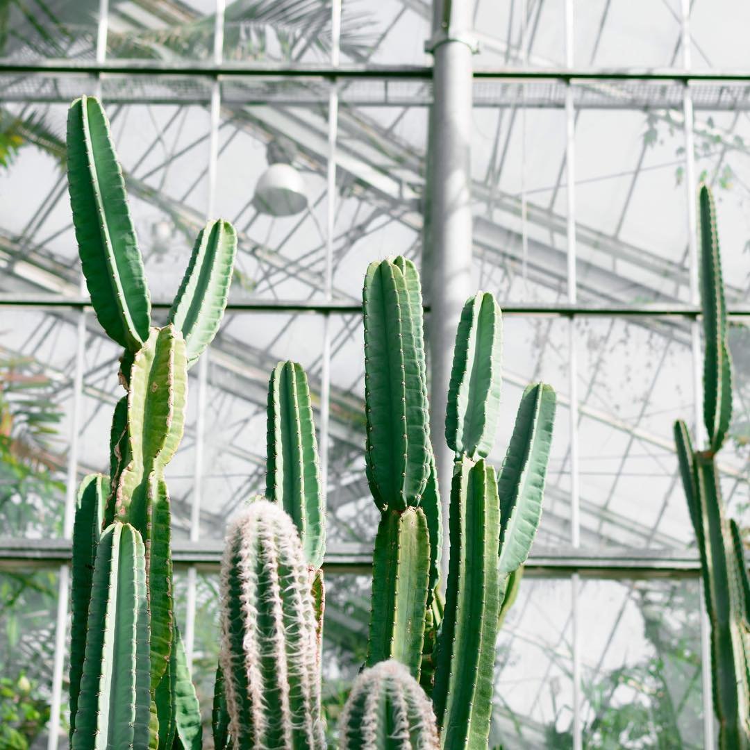 Cactus, Amsterdam